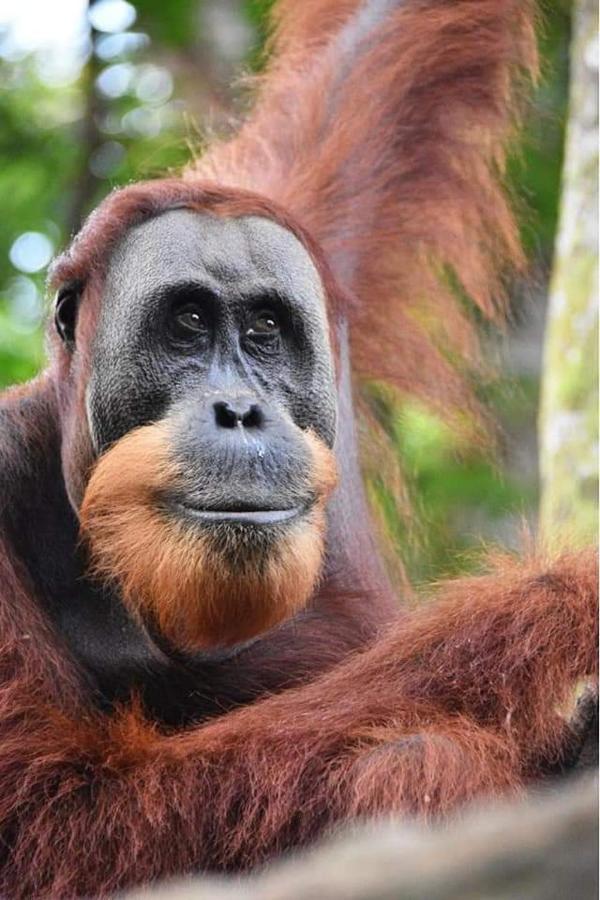 Eco Trekking Lodge, Bar & Jungle Tour'S Bukit Lawang Eksteriør billede