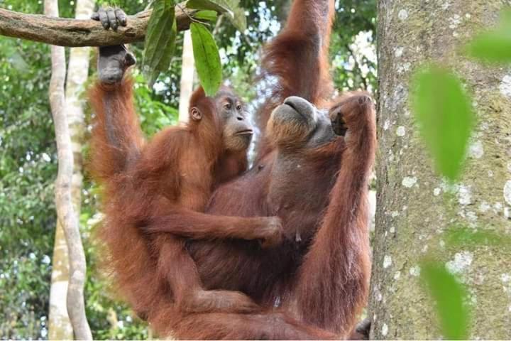 Eco Trekking Lodge, Bar & Jungle Tour'S Bukit Lawang Eksteriør billede