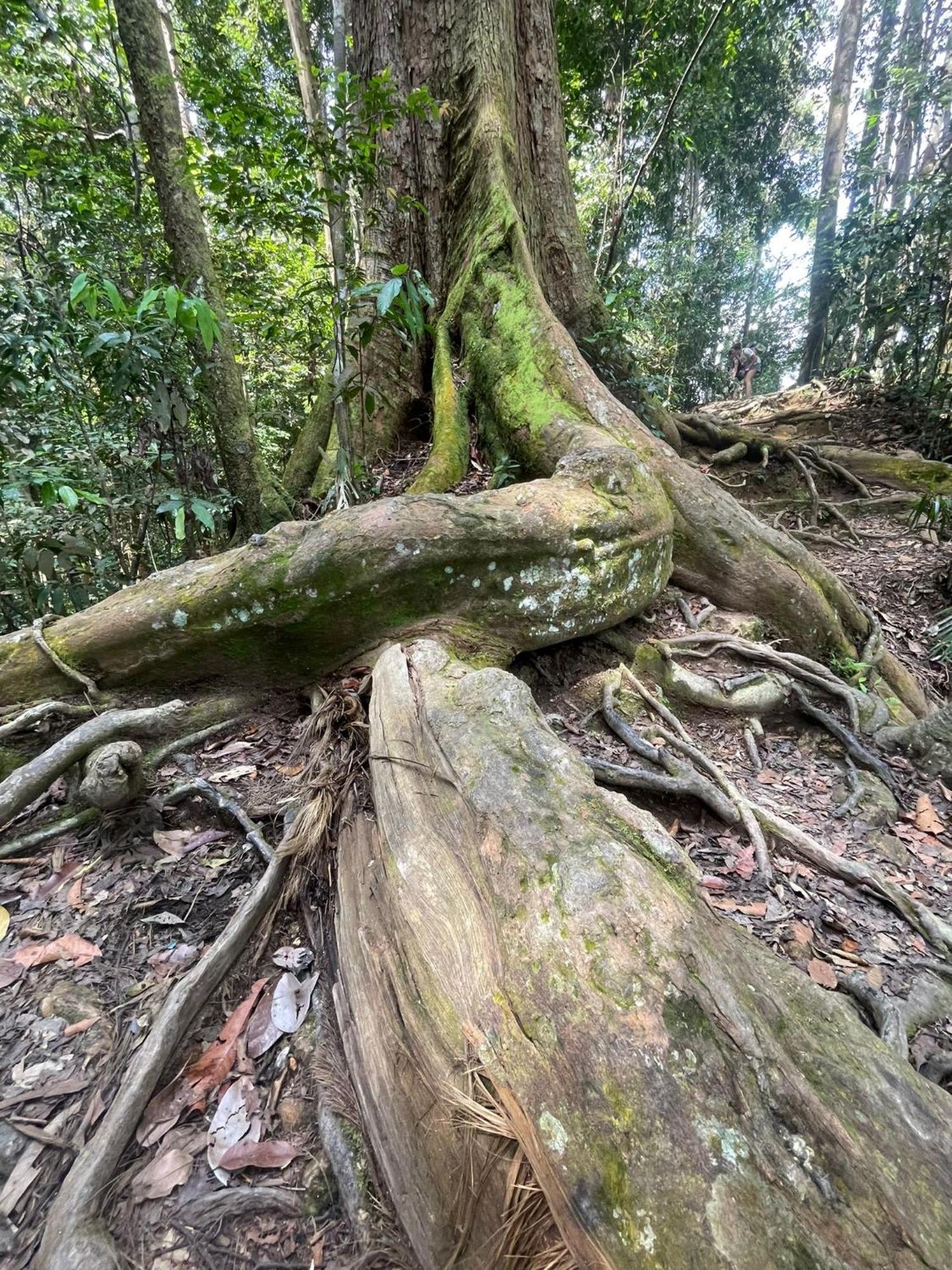 Eco Trekking Lodge, Bar & Jungle Tour'S Bukit Lawang Eksteriør billede