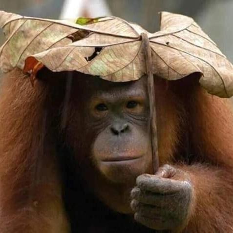 Eco Trekking Lodge, Bar & Jungle Tour'S Bukit Lawang Eksteriør billede