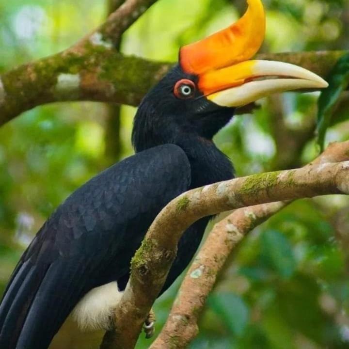 Eco Trekking Lodge, Bar & Jungle Tour'S Bukit Lawang Eksteriør billede