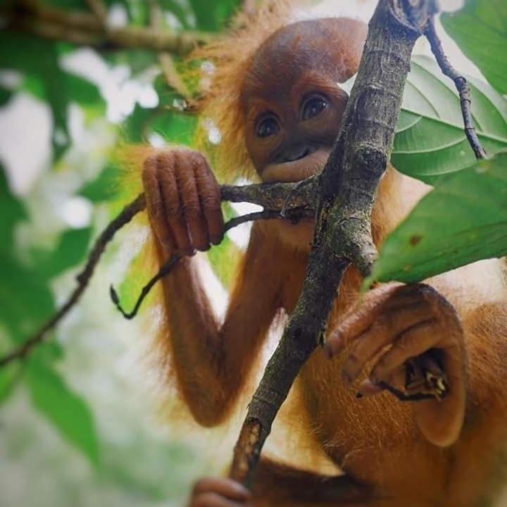 Eco Trekking Lodge, Bar & Jungle Tour'S Bukit Lawang Eksteriør billede