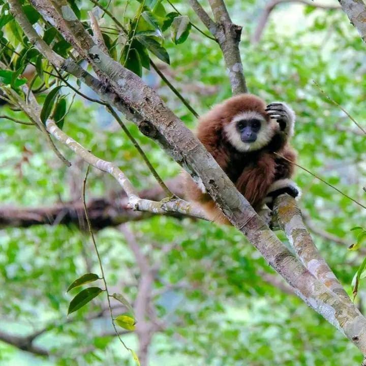 Eco Trekking Lodge, Bar & Jungle Tour'S Bukit Lawang Eksteriør billede