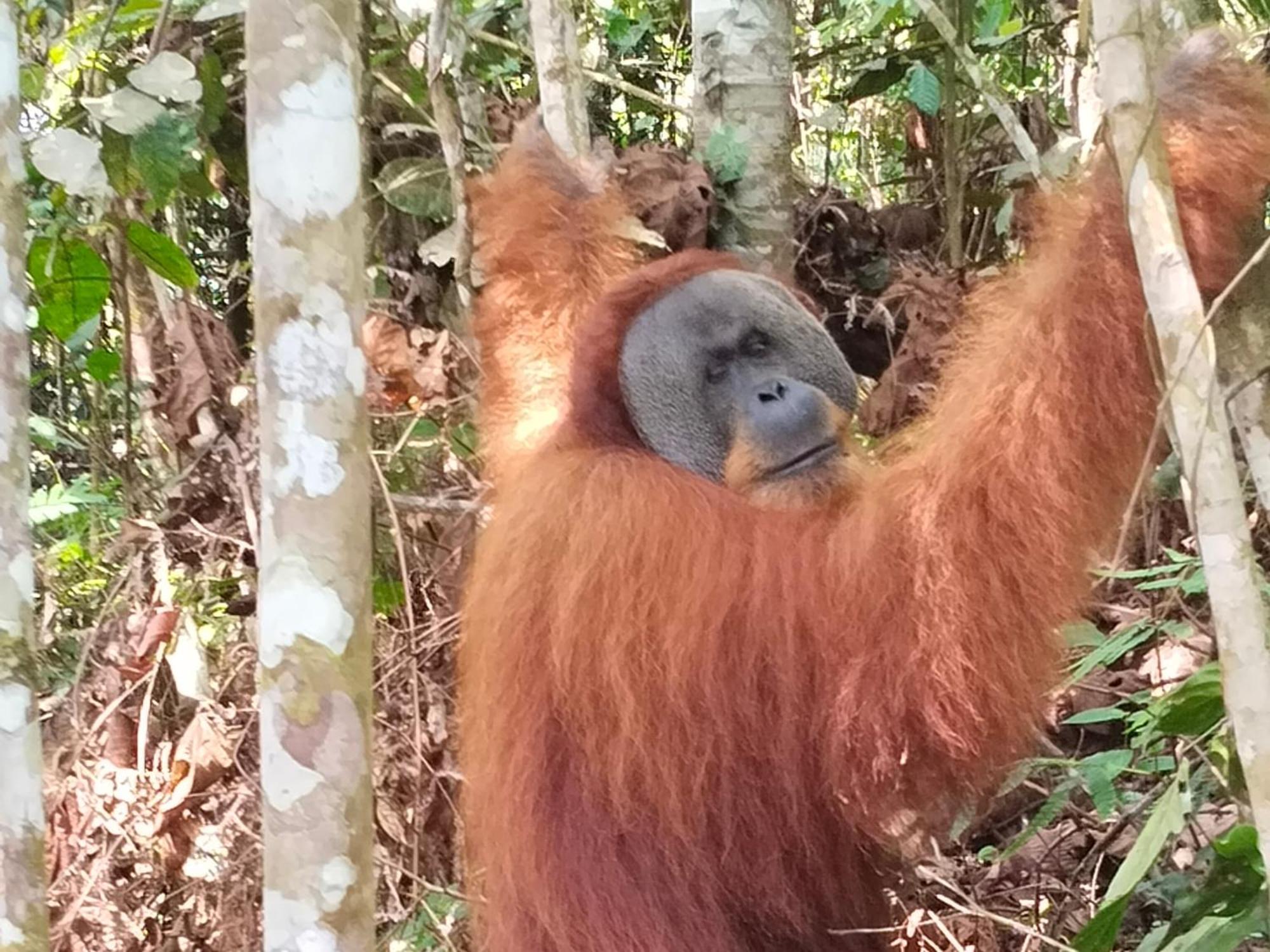 Eco Trekking Lodge, Bar & Jungle Tour'S Bukit Lawang Eksteriør billede