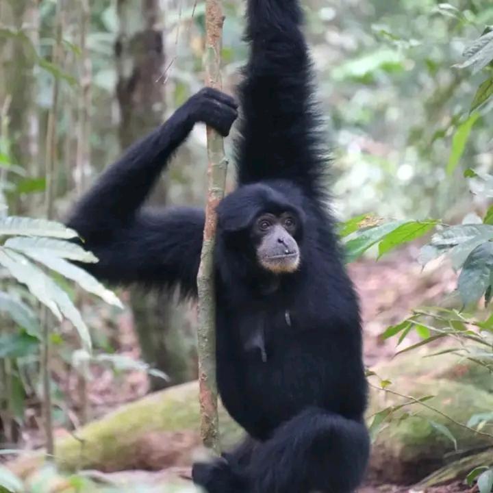 Eco Trekking Lodge, Bar & Jungle Tour'S Bukit Lawang Eksteriør billede