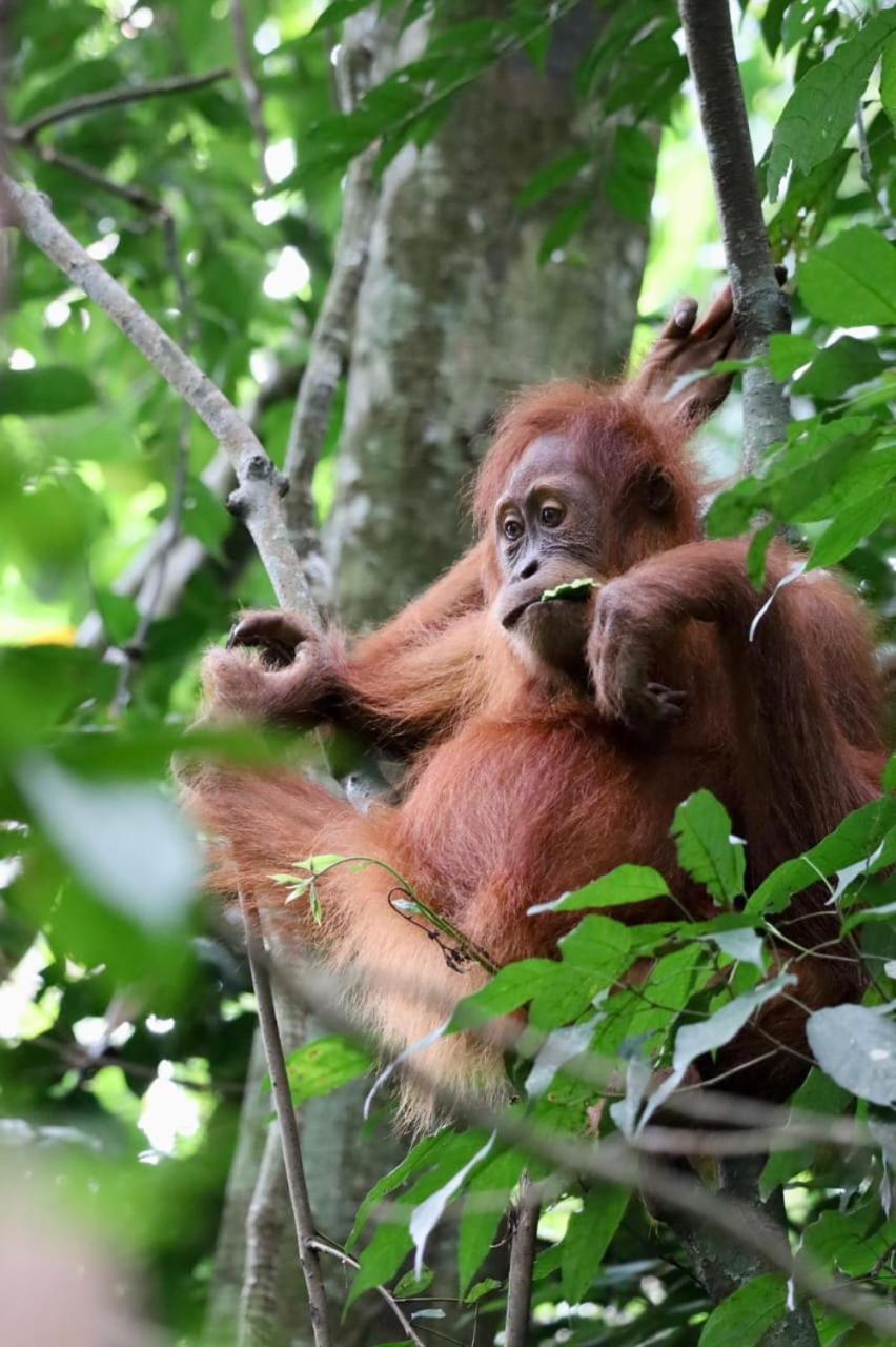 Eco Trekking Lodge, Bar & Jungle Tour'S Bukit Lawang Eksteriør billede