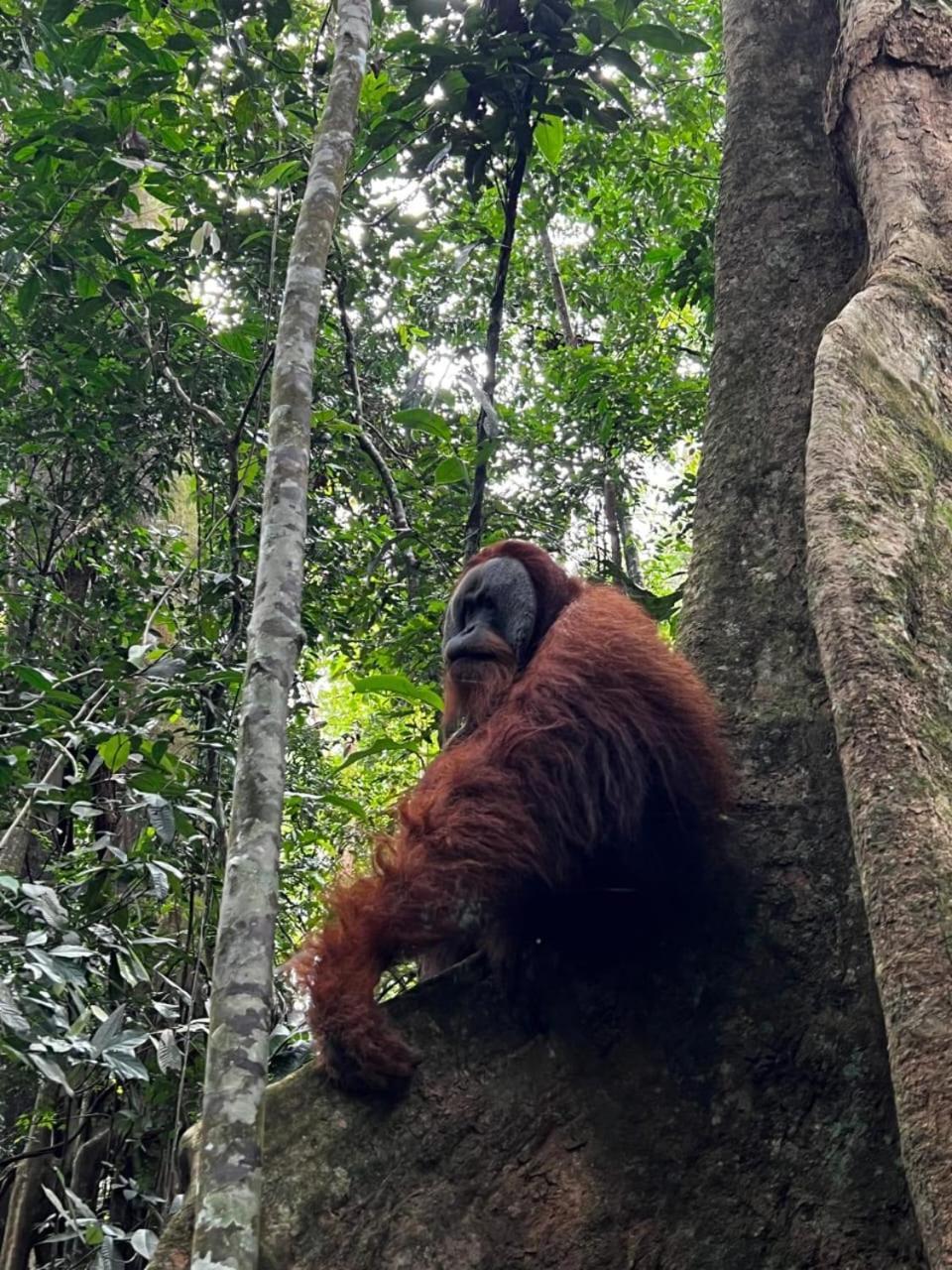 Eco Trekking Lodge, Bar & Jungle Tour'S Bukit Lawang Eksteriør billede